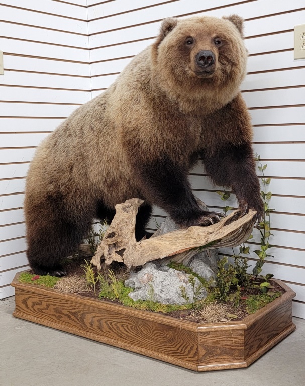 Estate Auction: Guns, Ammo, Taxidermy, Wildlife Prints, Hunting/Fishing Gear And More…